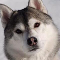 Richard Watton (STUDENT)