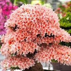 Hogjim GedeG - Shuren Buguiwch Remix ( Bayartsetseg )