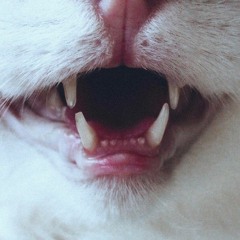 skinnycatvandal