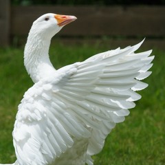 The Goose