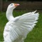 The Goose