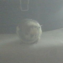 peyote