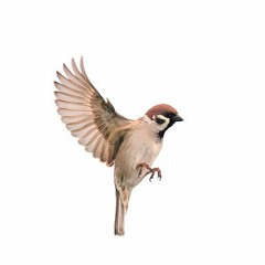 Sparrowmint