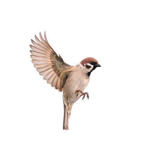 Sparrowmint’s avatar