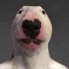 Peeped dog