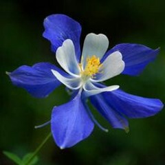 A Bio Aligned Frequency