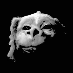 Falkor for President