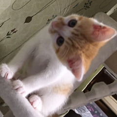 太郎タロウ