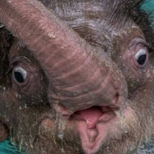 (VIOLIN) Exploring Soundtrack (Theme) 5 Minutes - Red Dead Redemption 2 - ROAMING IN RDR2 SOUNDTRACK