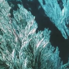 tundar