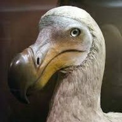 dodo22