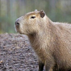 Ah Capivara