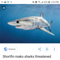 mako chapari