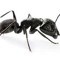 Rays pet ant