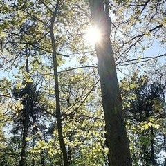 Sunlight in the forest