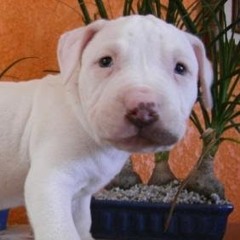 alfonso morales ramirez