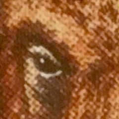 Into The Wild. The Beasts of Tarzan