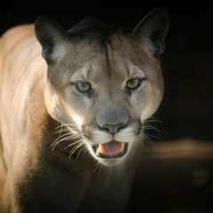 Wander Puma