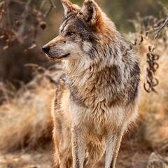 Joshua uto-aztecan wolf