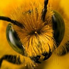 Сержант Дорнан - Сержант Дорнан