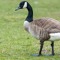 A-Goose