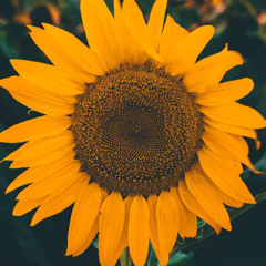 x Flower x