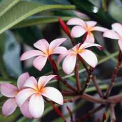 Eniola Felix-Omonubi