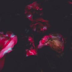 f e a t h e r e d b e a r