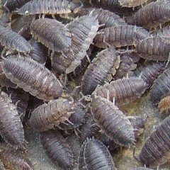 debt grib man (infested with woodlice)