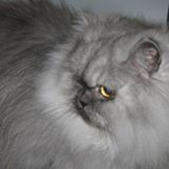 the grey cat