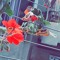 heba.sh6