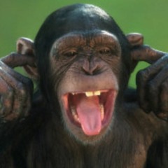 Chimp