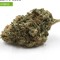 Gelato buss