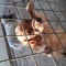 Your_dog