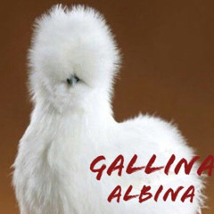La Gallina Albina