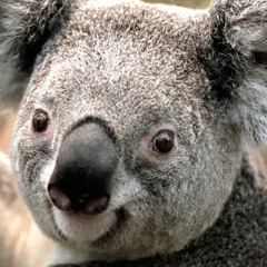 ALLAH diyen mandalina