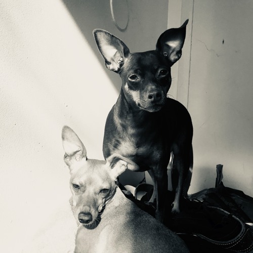 Allah Las No Werewolf Live By Shadowsenhanced Listen To Music soundcloud