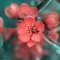 naela waheed