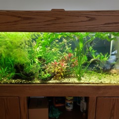 fish tank