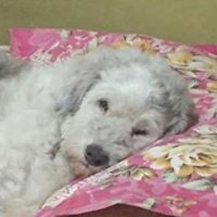Lou De Leon
