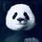 PANDA B