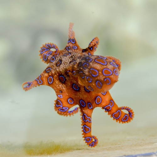 20181023 Drought by Pelican in Open B minor