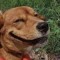 high dog