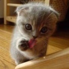 Kitties