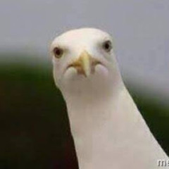 A Seagull Who Doesnt Fuck