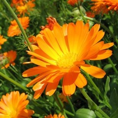flores Calendulae
