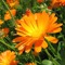 flores Calendulae