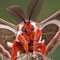 Kawaii Moth