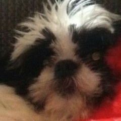 jake