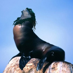 Curly G Cradle Rock